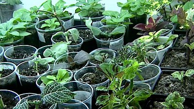 Южноуральцы начали выращивать микрозелень