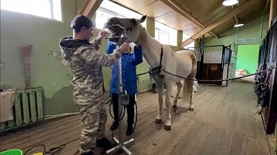 В Челябинском зоопарке проверили зубы коню