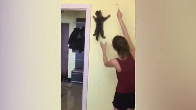 Мех и смех: падение аквариума, танцы с попугаем и кот-паук