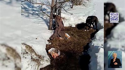 Волонтеры нашли в лесу брошенного пса