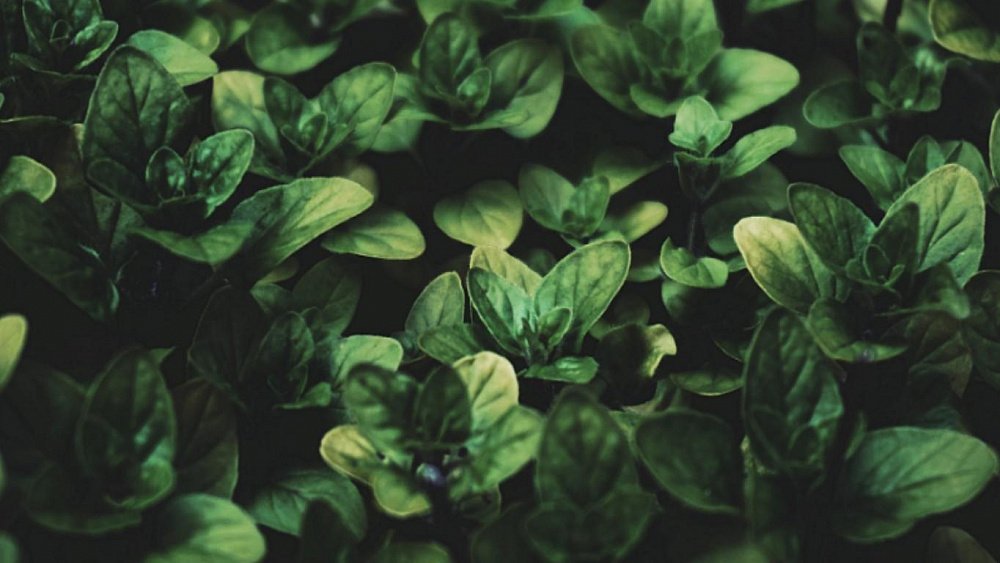 Зачем выращивать в саду базилик