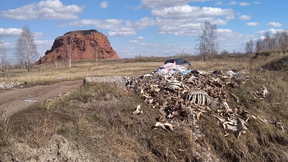 Стихийный скотомогильник у заброшенной шахты нашли в Челябинской области