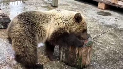 В Челябинском зоопарке балуют вкусняшками медведицу Забаву