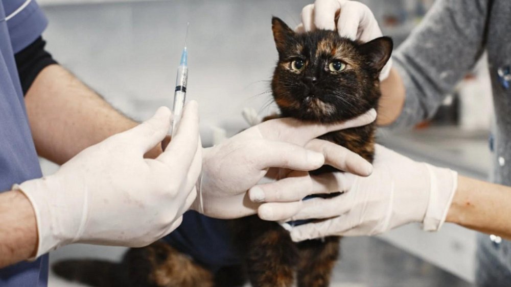 Челябинские ветеринары заговорили о дефиците препаратов