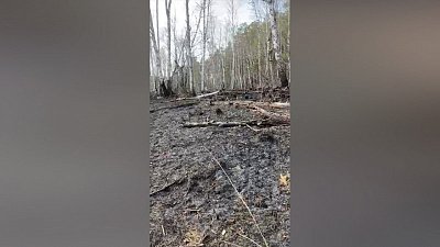 Видео масштабного пожара в нацпарке «Зигальга»