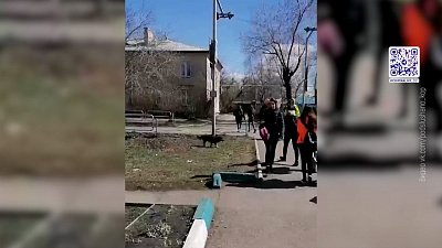 Собака помогает детям переходить дорогу