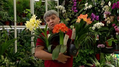 Почти забытые цветы кливии в рубрике «Руки садовода»