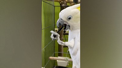 В Челябинском зоопарке показали таланты попугая Жоры