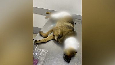 Издевательства над бездомным псом зафиксировала камера видеонаблюдения