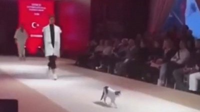 Мех и смех: маленький трюкач, кот-модель и талантливая курица