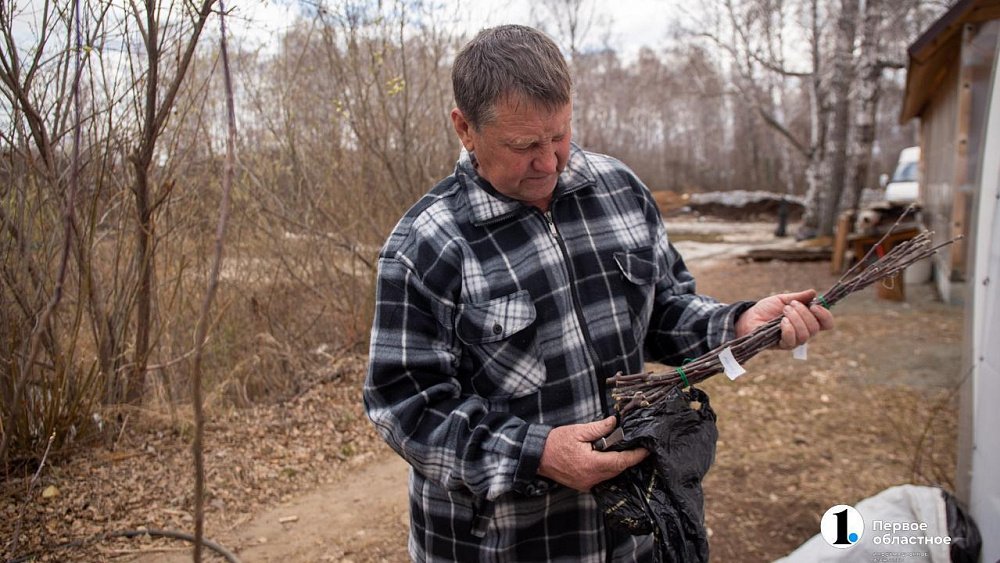 Как привить яблоню и получить богатый урожай
