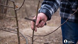 Как привить яблоню и получить богатый урожай