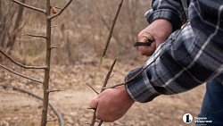 Как привить яблоню и получить богатый урожай