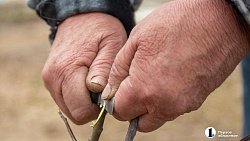 Как привить яблоню и получить богатый урожай