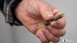 Как привить яблоню и получить богатый урожай