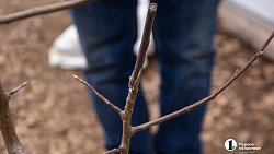 Как привить яблоню и получить богатый урожай