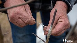 Как привить яблоню и получить богатый урожай