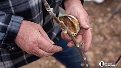 Как привить яблоню и получить богатый урожай