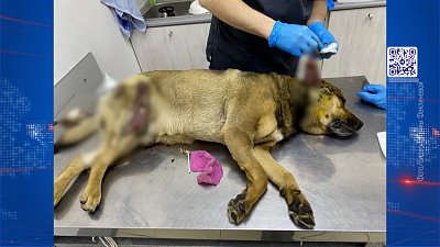 Живодер облил кислотой животных