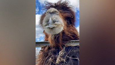 Видео с верблюдом Таганаем из Челябинского зоопарка