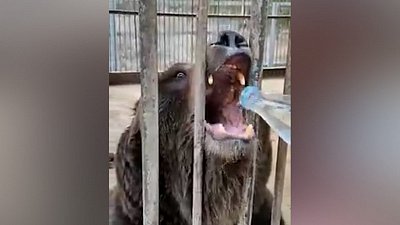 Волонтеры из Сатки подкармливают медведя из придорожного кафе