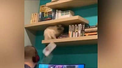 Мех и смех: вредный кот, переработка мусора и новый домик