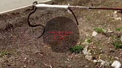 В Локомотивном гадюка грелась на солнце на территории школы