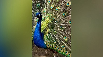 Красующийся павлин в Челябинском зоопарке попал на видео