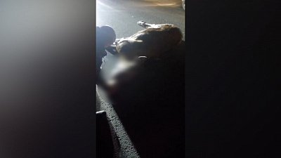 На трассе под Миассом насмерть сбили лося