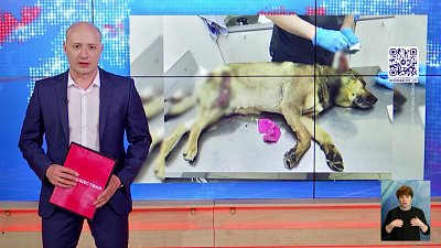 В Челябинске задержали живодера