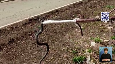 Гадюка заползла на территорию школы