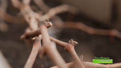 Зеленая передача 28.04.2022