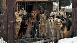 Челябинский бизнес хотят привлечь к строительству приютов для бездомных животных Челябинский бизнес хотят привлечь к строительству приютов для бездомных животных