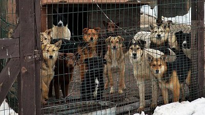 Челябинский бизнес хотят привлечь к строительству приютов для бездомных животных Челябинский бизнес хотят привлечь к строительству приютов для бездомных животных
