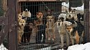 Челябинский бизнес хотят привлечь к строительству приютов для бездомных животных Челябинский бизнес хотят привлечь к строительству приютов для бездомных животных