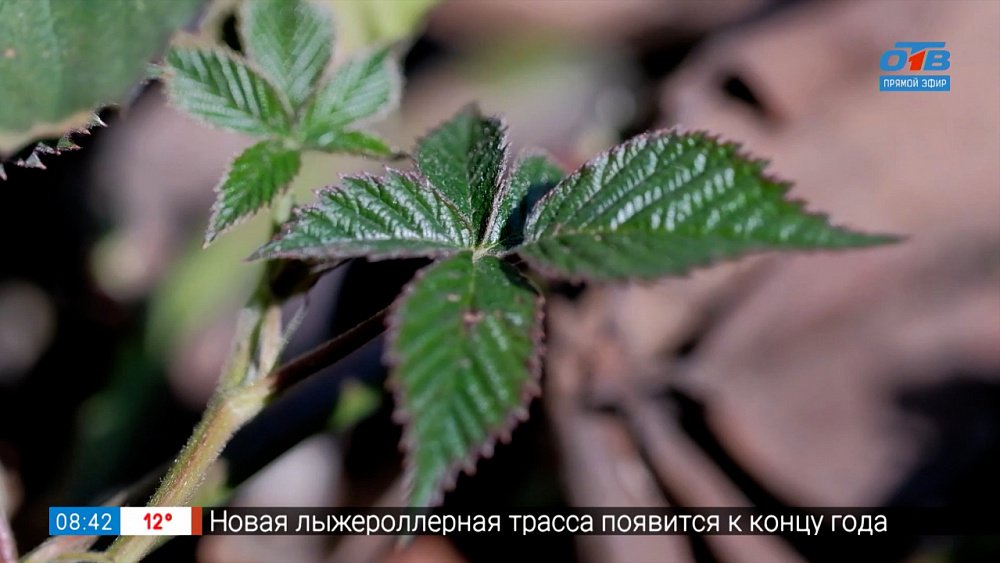 Ежевика после зимы. План действий для садоводов в рубрике «Руки садовода»