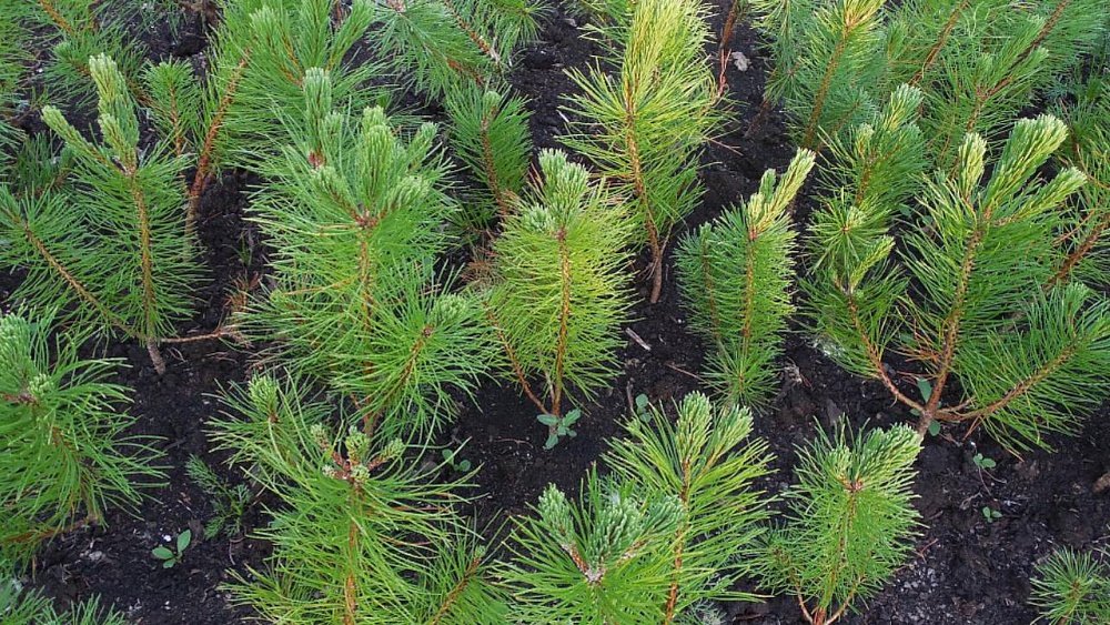 Южноуральцы посадят деревья в память о погибших фронтовиках