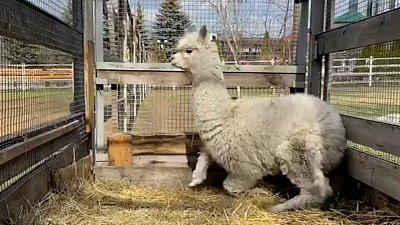 В Челябинский зоопарк приехала альпака Евдокия