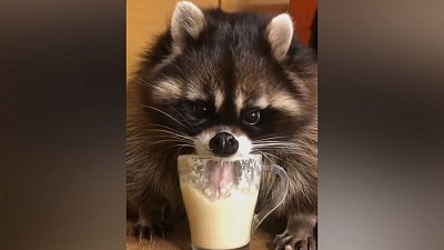 Мех и смех: коварная штора, голодный енот и жадный котенок