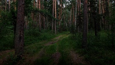 Красоты Челябинской области — Варламовский бор