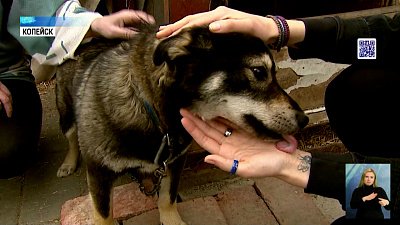 Бизнес хотят привлечь к строительству приютов