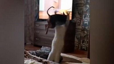 Мех и смех: дружелюбные овечки, кошачий захват и победа лошади