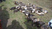 В Челябинской области задержали браконьеров