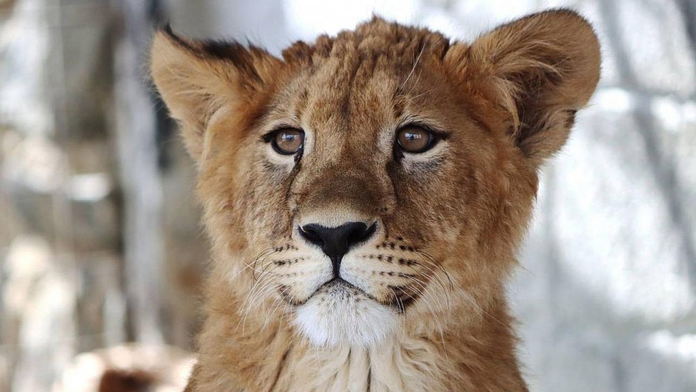Львенка из челябинского зоопарка назвали двойным именем