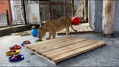 В Челябинском зоопарке выбрали имя для львенка