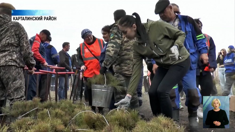 Карталинцы высаживают 9000 молодых сосен