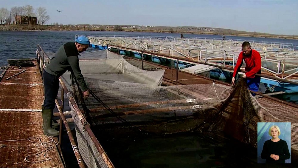 В Минсельхозе предложили маркировать рыб и пчел