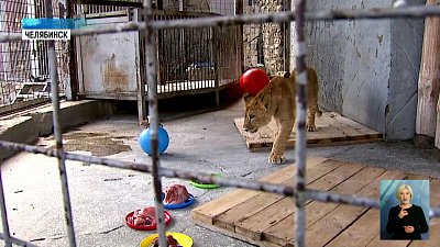 Львенок выбрал себе имя