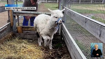 Альпака Еремей готовится к свадьбе