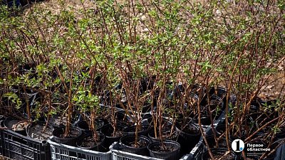 В Магнитогорске до конца мая высадят 550 саженцев крупномерных деревьев